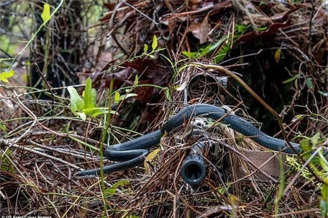  Một con rắn bò qua nòng súng của lính bắn tỉa thuộc Lực lượng Vệ binh Quốc gia khi binh sĩ này ngụy trang trên mặt đất tại căn cứ không quân Eglin ở bang Florida. 