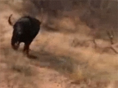 CLIP: 'Thót tim' cảnh trâu rừng truy đuổi khách du lịch