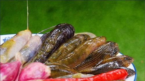 Loài cá bống suối miền A Lưới: Bé tí ti, xấu xí mà 200.000 đồng/kg