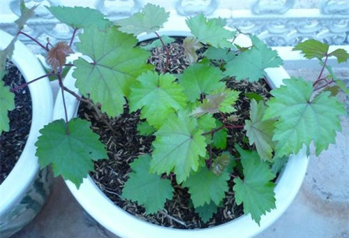 CLIP: Tất tần tật về quy trình ươm nho từ hạt