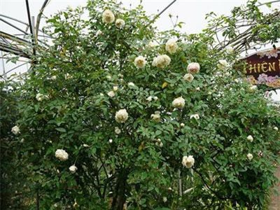 Những gốc hoa hồng cổ siêu đắt đỏ của đại gia Việt