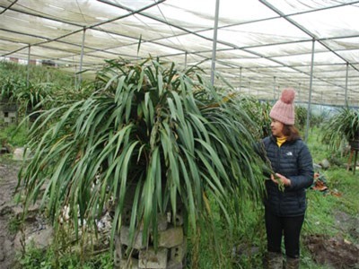 Sa Pa (Lào Cai): Chỉ 1 xã thôi đã thu gần 50 tỷ đồng từ địa lan