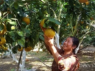 Chống chọi ung thư, cô giáo vẫn lạc quan với trang trại "thập cẩm"