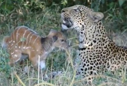 CLIP HOT (4/1): Báo đốm đùa giỡn với nai con, phát hiện thiên thể 'người tuyết' ngoài vũ trụ