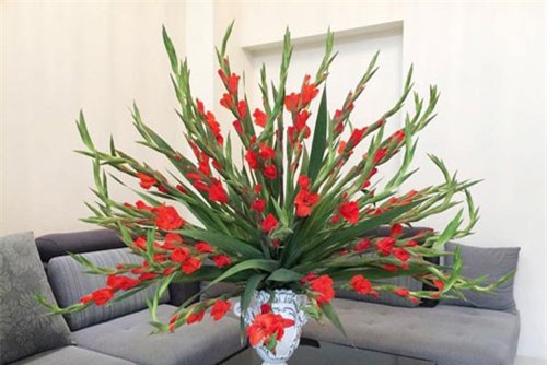 CLIP: Học cách cắm hoa lay ơn bàn thờ chuẩn bị đón Tết