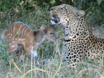 CLIP: Bất ngờ trước cảnh báo đốm đùa giỡn với nai con