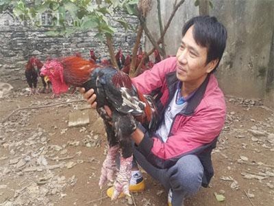 Ninh Bình: Nuôi gà tiến vua bán Tết, 8X bỏ túi cả trăm triệu