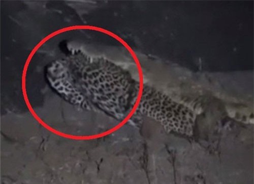 CLIP: Cá sấu sông Nile ‘xử tử’ báo đốm, kéo xác đi trong đêm khiến du khách choáng váng