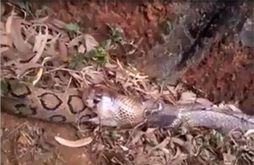 CLIP: Rợn người cảnh rắn hổ mang chúa nuốt chửng rắn hổ bướm