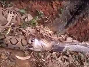 CLIP: Rợn người cảnh rắn hổ mang chúa nuốt chửng rắn hổ bướm