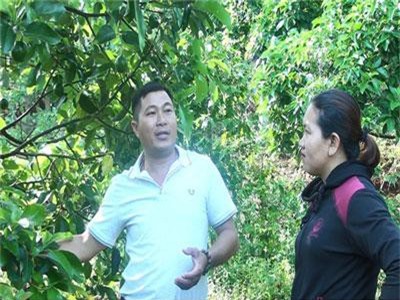 Bí quyết trồng bơ ra trái vụ, quả còn bé thương lái đã xuống tiền