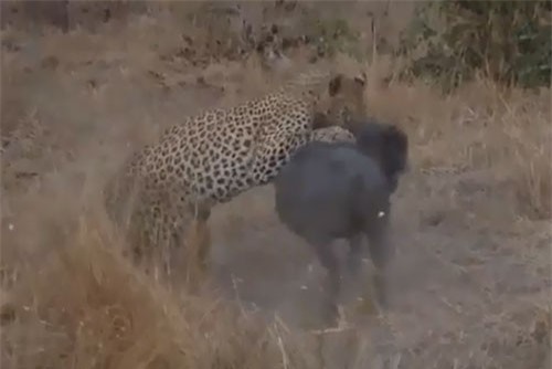 CLIP: Lợn rừng chết thảm dưới nanh vuốt của báo đốm châu Phi