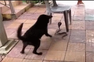 CLIP: Rắn hổ mang cực độc vào nhà dân bị chó cắn xé tơi tả