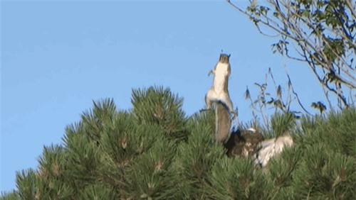 CLIP: Sóc bật nhảy cao thoát chết trong gang tấc