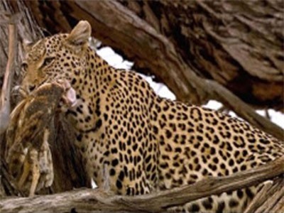 CLIP: Báo hoa mai tóm gọn cú mèo đang nằm trong ổ trên cây