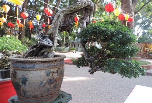 Ngắm tuyệt phẩm linh sam núi giá hơn nửa tỷ đồng