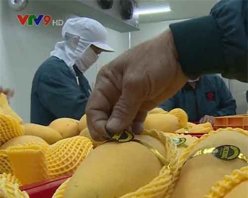 Xoài Việt chính thức vào siêu thị lớn của Hàn Quốc