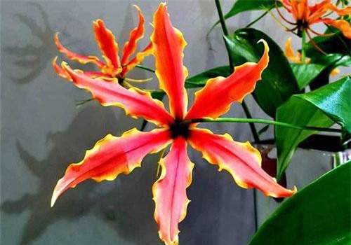 Loài hoa đỏ rực lửa từ Nhật 'đốt' túi tiền khách dịp Tết