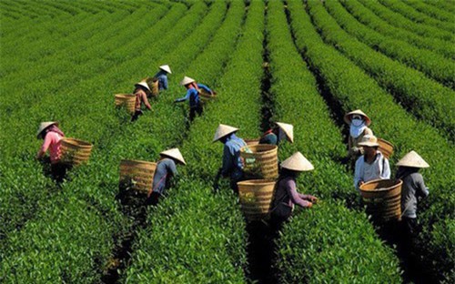 Nguồn cung lớn tiếp tục tạo áp lực xuất khẩu chè năm 2019