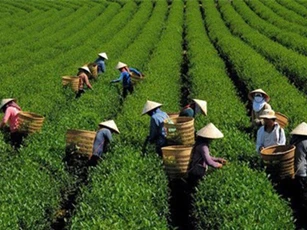 Nguồn cung lớn tiếp tục tạo áp lực xuất khẩu chè năm 2019