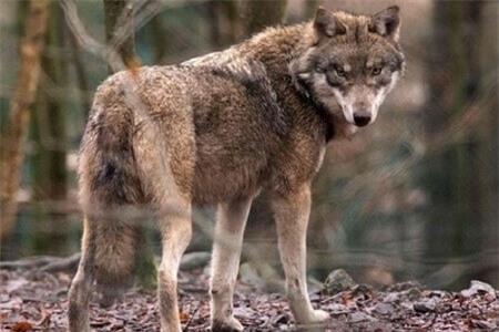 Clip: Đàn chó sói buộc phải săn cá vì thức ăn quá khan hiếm