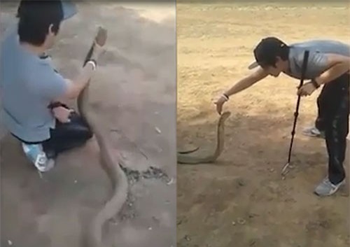 CLIP: Nam thanh niên bắt rắn hổ mang chúa ‘khủng’ trong tích tắc
