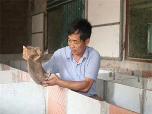 Nuôi loài chuột ăn tốn cỏ voi để bán Tết, lãi 800 triệu đồng