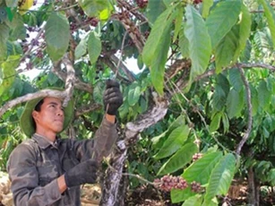 Giá cà phê khó khởi sắc do nguồn cung dồi dào