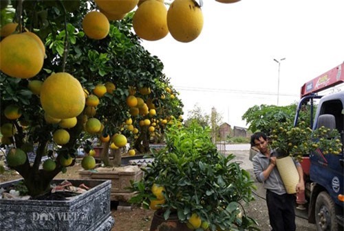 Chưa Tết, siêu phẩm 'siêu bưởi', trâu cõng quất đã kìn kìn xuất vườn