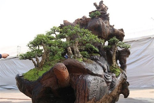 Cặp bonsai giá bạc tỷ có gì đặc biệt?