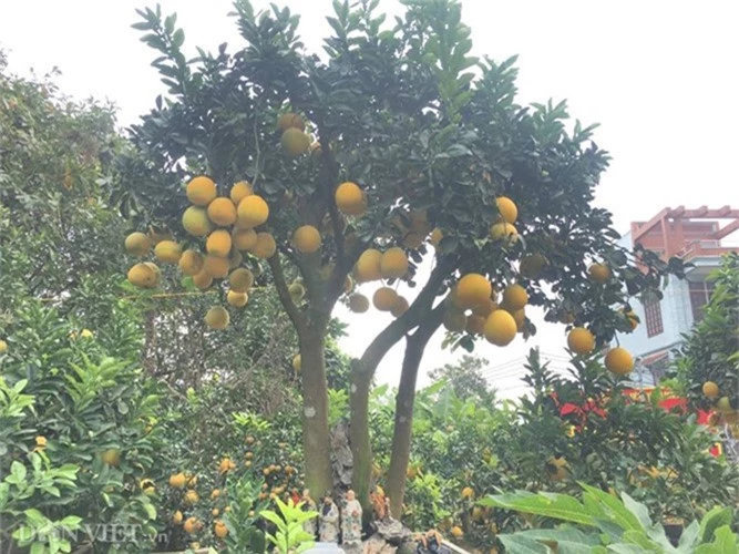 Sieu pham 'sieu buoi', trau cong quat da san sang xuat vuon-Hinh-6