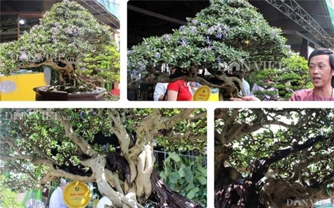 ngam cay canh bonsai quy gia cua danh hai hoai linh hinh 1