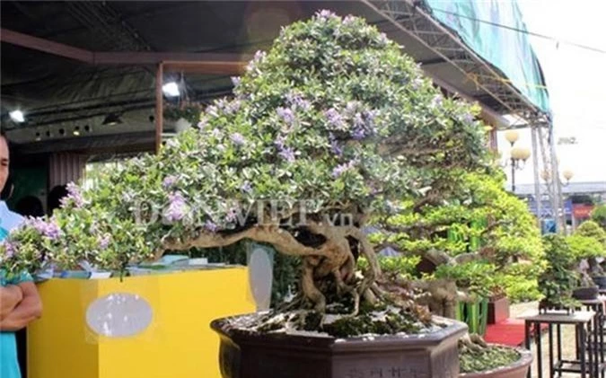 ngam cay canh bonsai quy gia cua danh hai hoai linh hinh 3