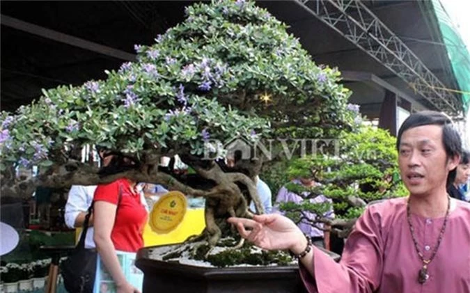 ngam cay canh bonsai quy gia cua danh hai hoai linh hinh 4