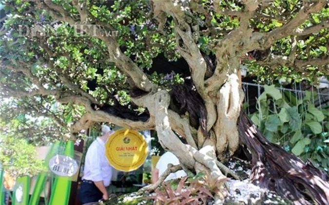 ngam cay canh bonsai quy gia cua danh hai hoai linh hinh 5