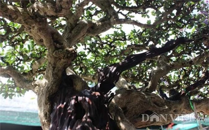 ngam cay canh bonsai quy gia cua danh hai hoai linh hinh 6