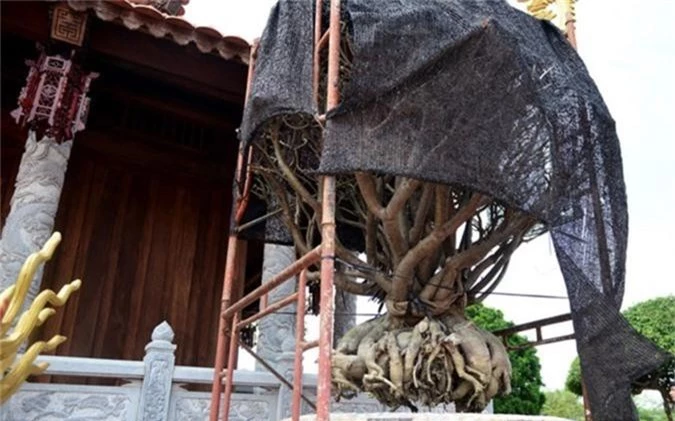 ngam cay canh bonsai quy gia cua danh hai hoai linh hinh 9