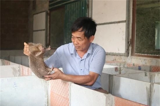 nuoi loai chuot an ton co voi de ban tet, lai 800 trieu dong hinh anh 2