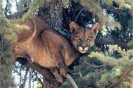 Clip: Toàn cảnh quá trình giải cứu báo sư tử mắc kẹt cả đêm trên cây thông cao 15m