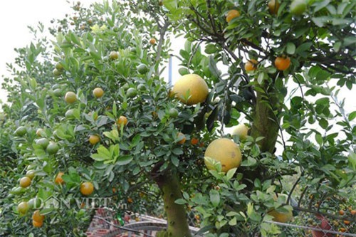CLIP: 40 triệu một cây quất ghép bưởi chơi Tết