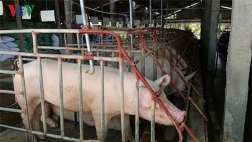 Xuất khẩu thịt lợn hướng đến các thị trường khó tính