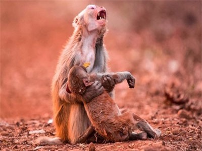 Những bức ảnh ấn tượng thể hiện cảm xúc mạnh mẽ