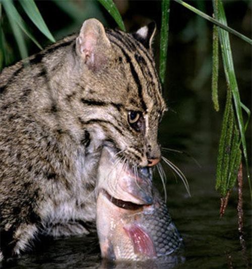 Khám phá thú vị loài mèo giỏi bơi lội và bắt cá của Việt Nam