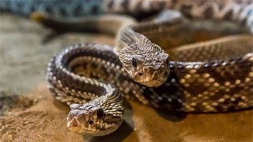 Hãi hùng 30 con rắn chuông ẩn nấp trong vườn nhà