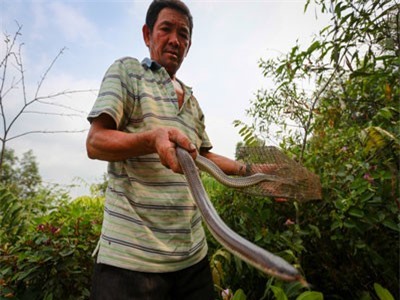 Ly kỳ 'sát thủ' gần 20 năm trong nghề săn rắn, bắt chuột ở Sài thành