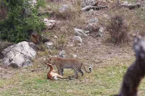 CLIP HOT (6/1): Báo hoa mai trổ tài săn mồi siêu đẳng, xe tải gây tai nạn liên hoàn tại Bình Dương