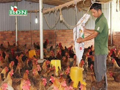 Đắk Nông: Chỉ ở nhà nuôi gà chọi lai mà lãi 50 triệu/tháng