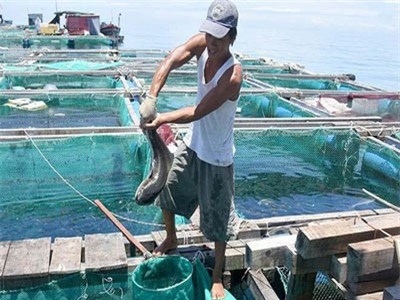 Nuôi loài cá to ăn khỏe dưới biển, dân đảo Lý Sơn trúng lớn