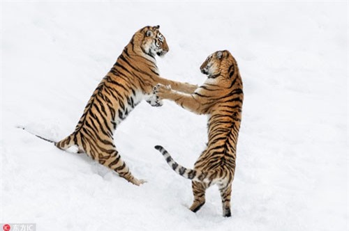 Hổ vằn Siberia kịch chiến trên nền tuyết "đẹp và độc"
