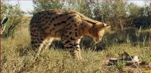 CLIP: Linh miêu gặp phải rắn Mole hung dữ